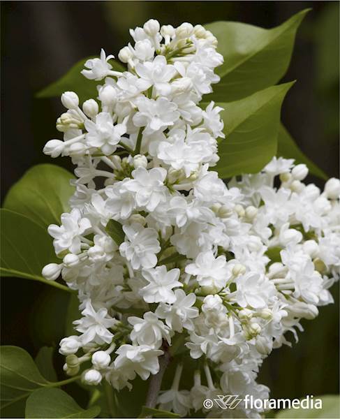 Lilak pospolity Miss Ellen Willmott