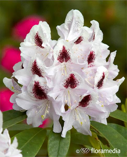 Różanecznik Calsap