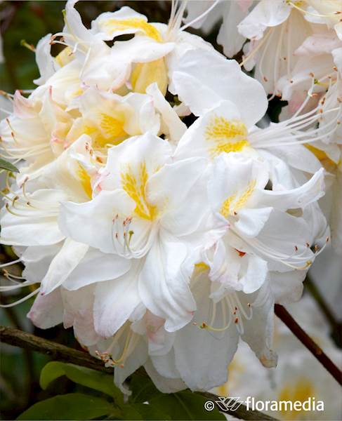 Azalia wielkokwiatowa Schneegold