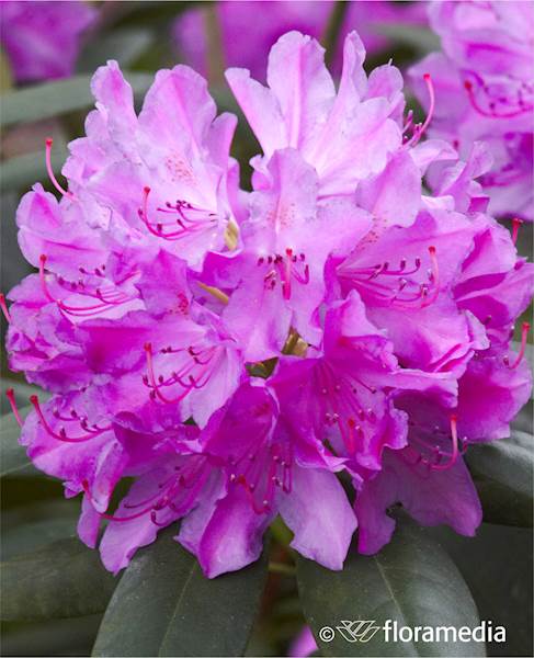 Różanecznik Roseum Elegans