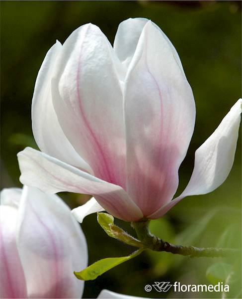 Magnolia Soulange'a