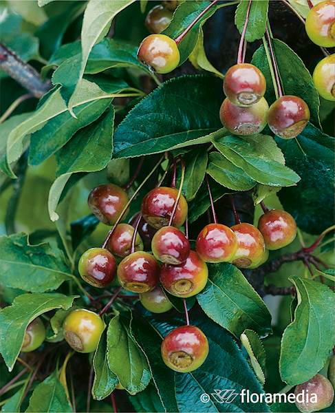 Jabłoń Van Eseltine