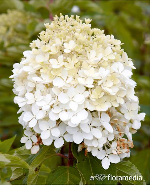 Hortensja wiechowata Phantom