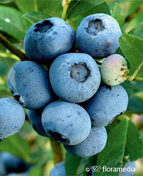 Borówka wysoka Bluecrop