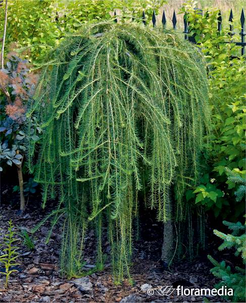 Modrzew japoński Stiff Weeper