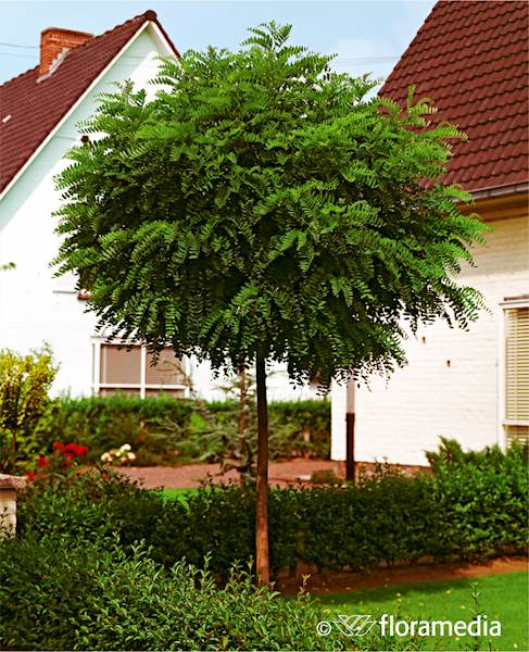 Robinia akacjowa Umbraculifera