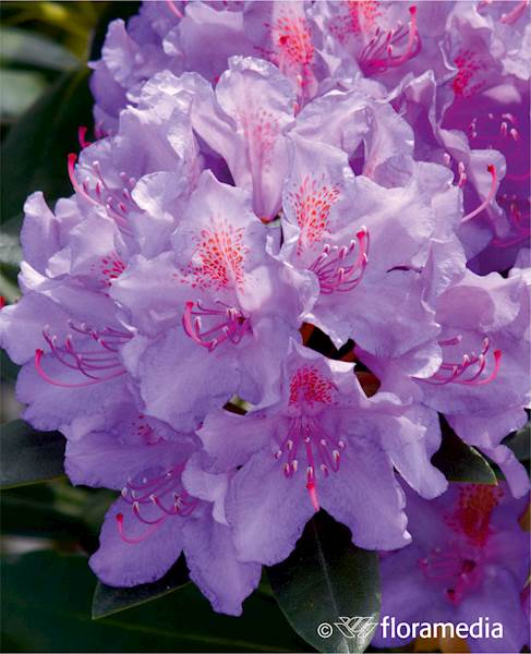 Różanecznik Catawbiense Grandiflorum