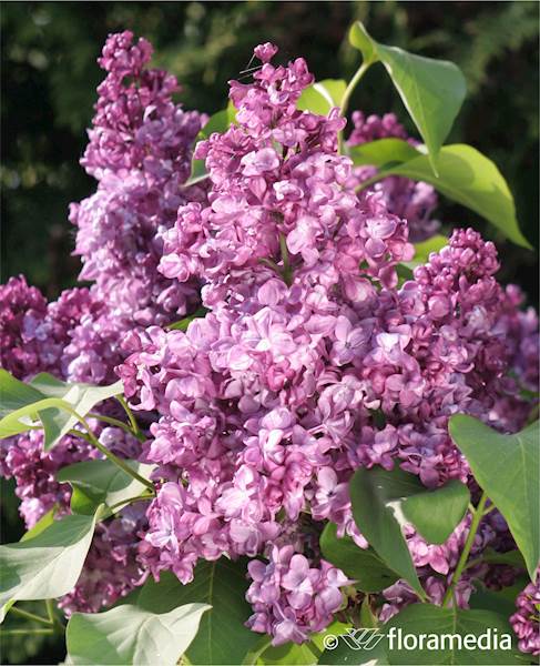 Lilak pospolity Katherine Havemayer