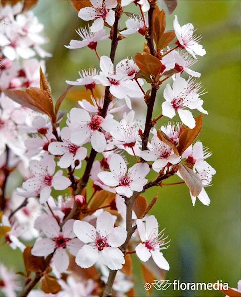 Śliwa wiśniowa Nigra