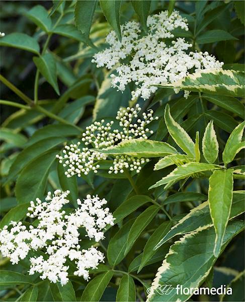 Bez czarny Variegata