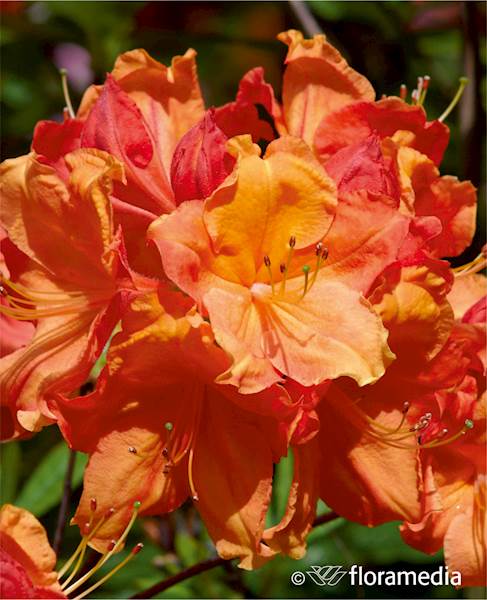 Azalia wielkokwiatowa Glowing Embers