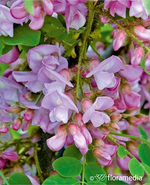 Robinia szczeciniasta Macrophylla