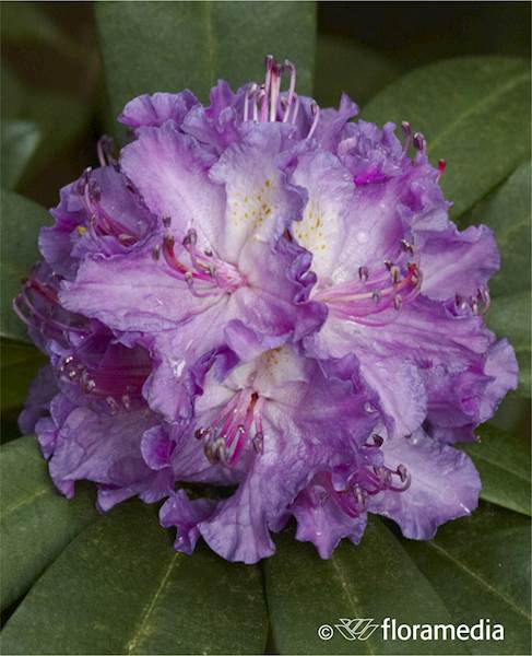 Różanecznik Alfred