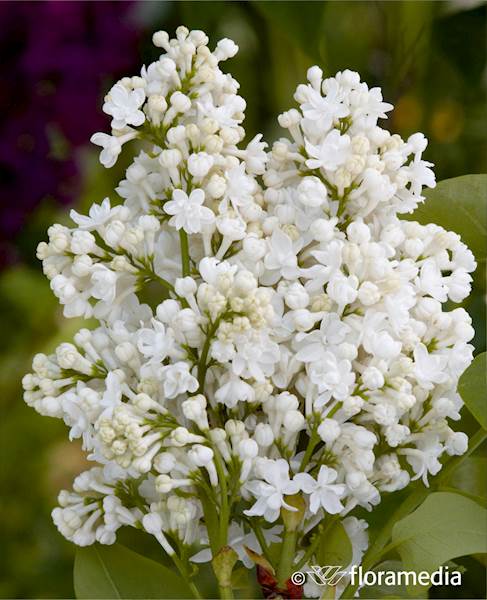 Lilak pospolity Mm Lemoine