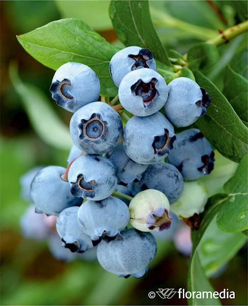 Borówka wysoka Spartan