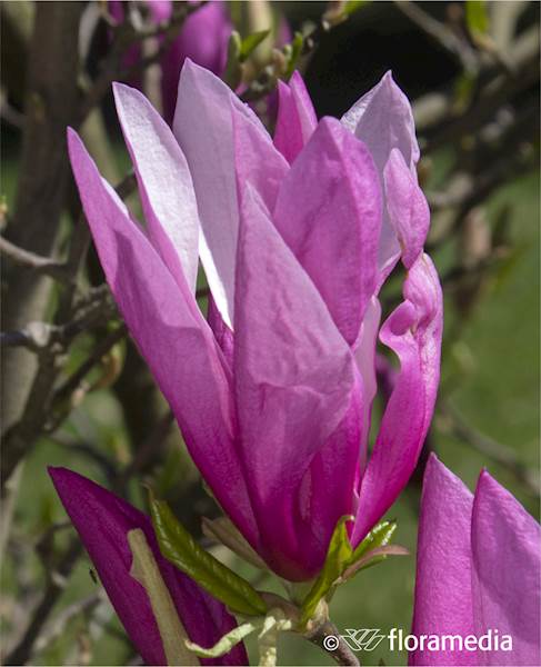 Magnolia Betty