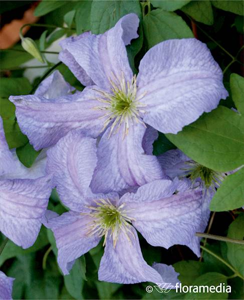 Powojnik Błękitny Anioł