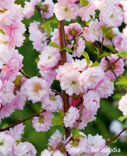 Migdałek trójklapowy 