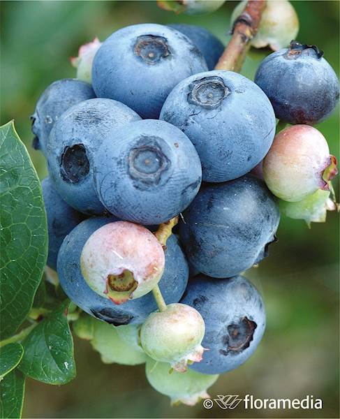 Borówka wysoka Bonifacy