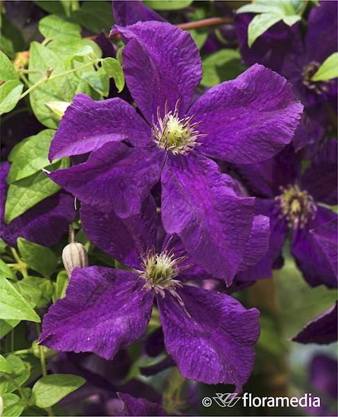 Powojnik Polish Spirit