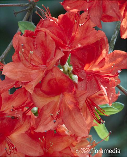 Azalia wielkokwiatowa Feuerwerk