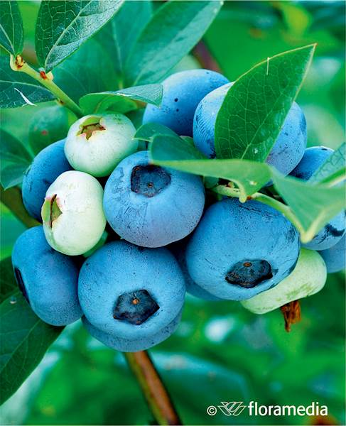 Borówka wysoka Patriot