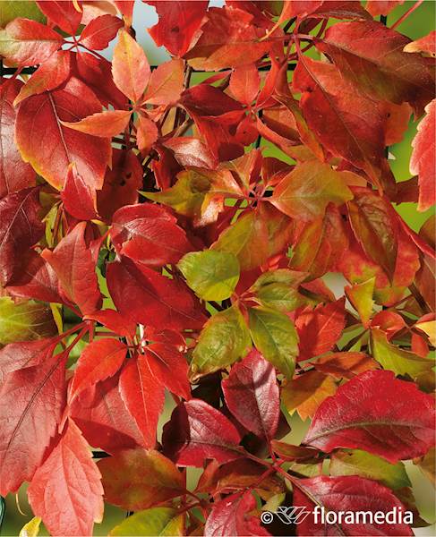 Winobluszcz Pięciolistkowy Engellmanii