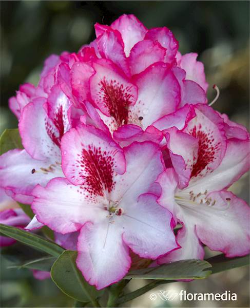 Różanecznik Hachman's Charmant