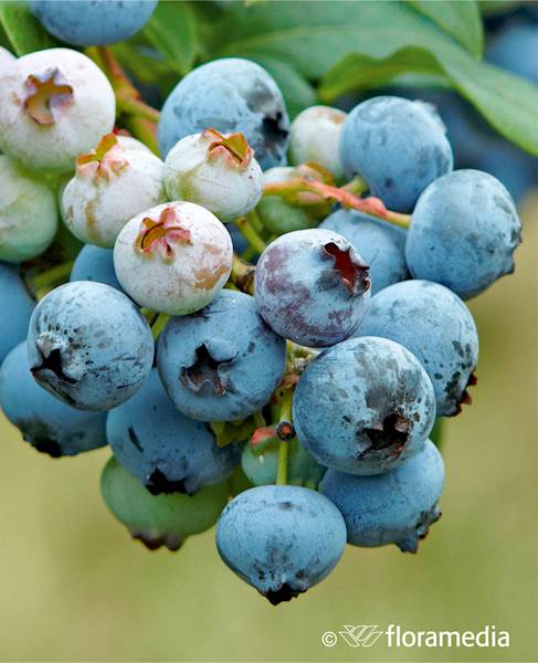 Borówka wysoka Eliot