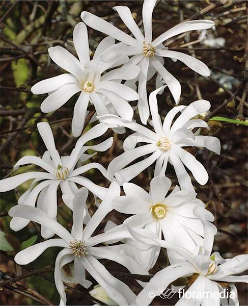 Magnolia gwiaździsta Royal Star