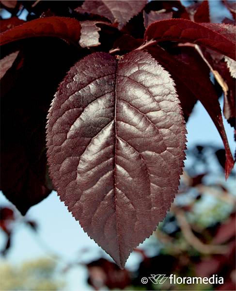 Czeremcha wirginijska Shubert