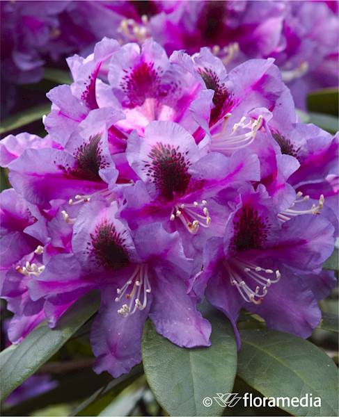 Różanecznik Rasputin