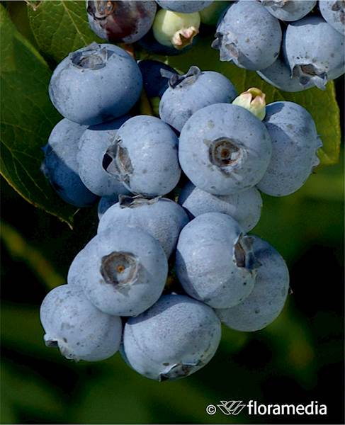 Borówka wysoka Chanticler