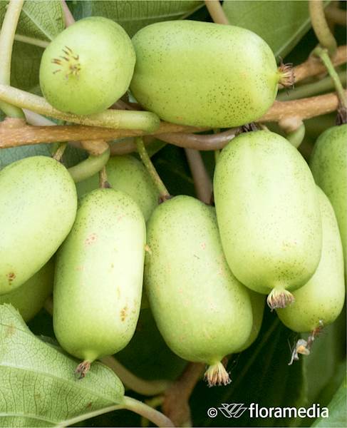 Aktinidia ostrolistna (Mini Kiwi) Jumbo