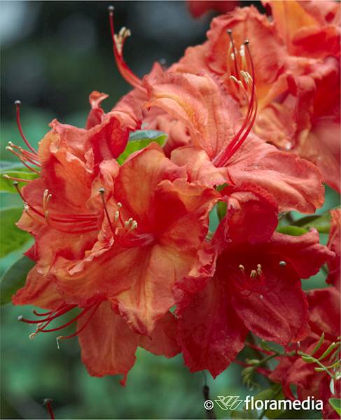 Azalia wielkokwiatowa Parkfeuer