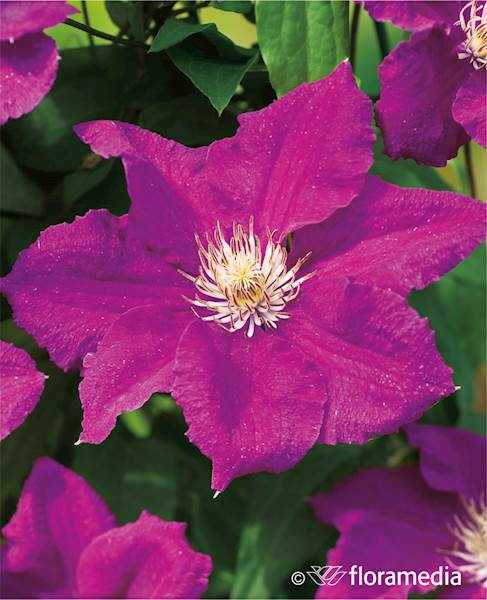 Powojnik Ernest Markham