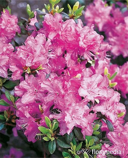 Różanecznik P.J.M. Elite