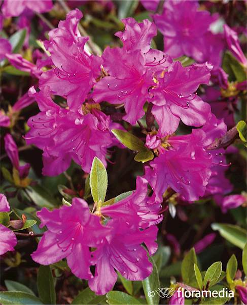 Azalia japońska Blaue Donau