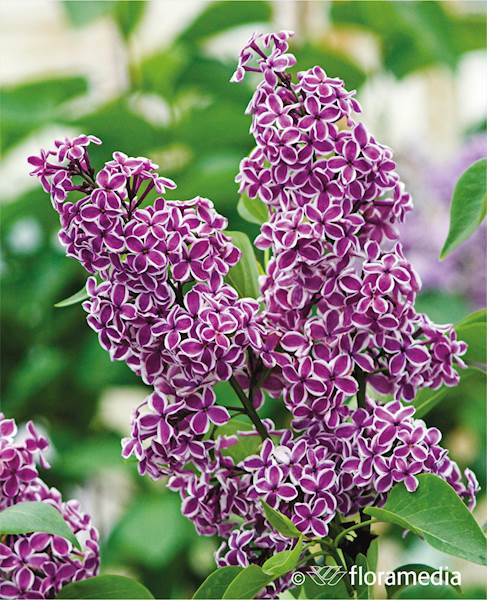 Lilak pospolity Sensation