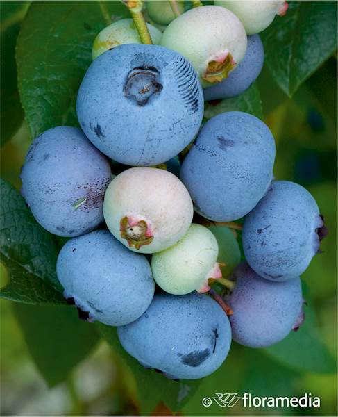 Borówka wysoka Brigitta