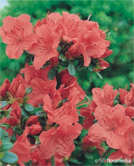 Azalia japońska Geisha Orange