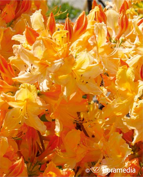 Azalia wielkokwiatowa Golden Light
