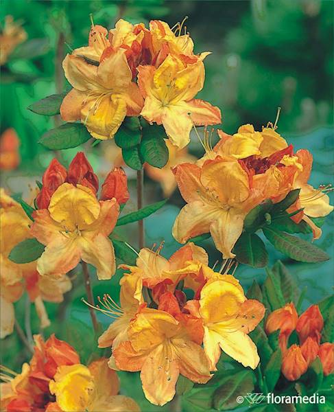 Azalia wielkokwiatowa Glowing Embers
