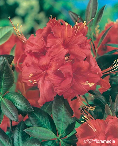 Azalia wielkokwiatowa Fireball