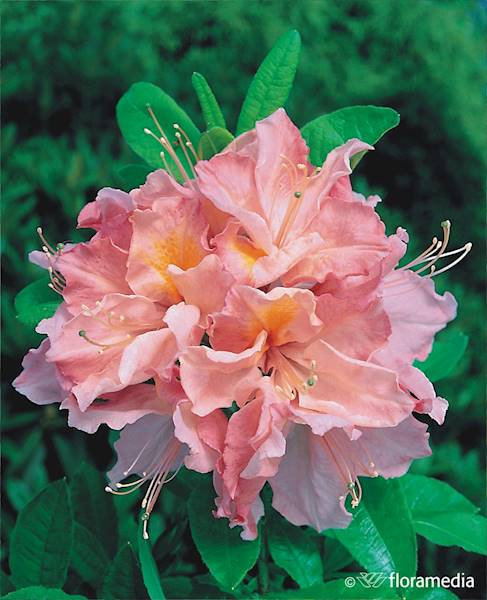 Azalia wielkokwiatowa Cecile