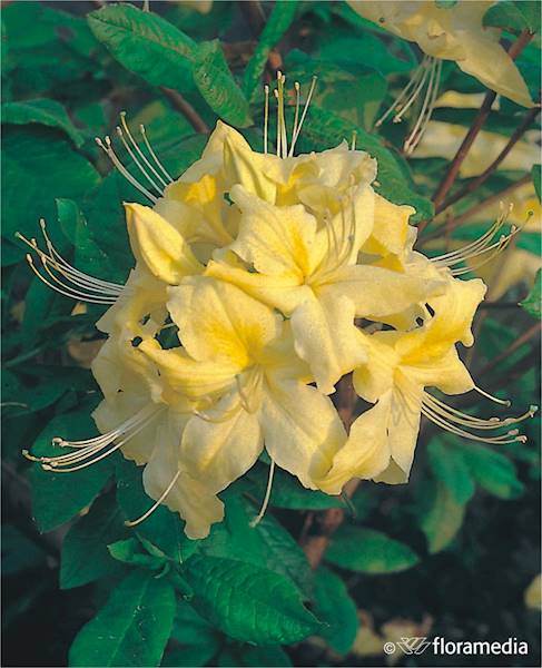 Azalia wielkokwiatowa 