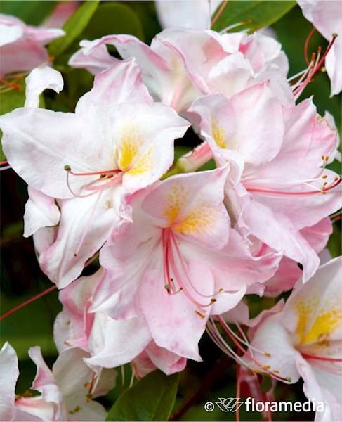 Azalia wielkokwiatowa Arima