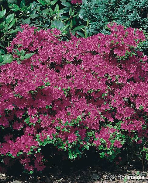Azalia japońska Kermesina Purple