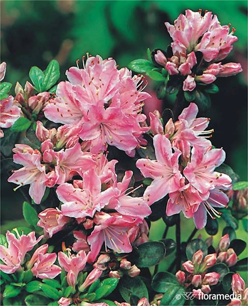 Azalia japońska Kermesina Rose