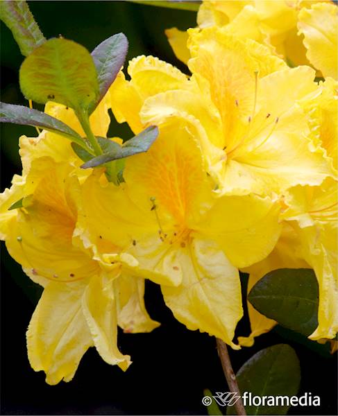 Azalia wielkokwiatowa Limetta